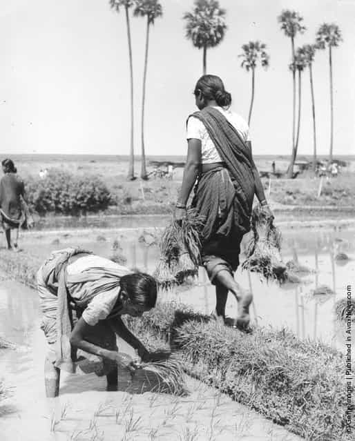 1960: Women at work transplanting seedlings in a rice field on the Malabar Coast in the south-west of India