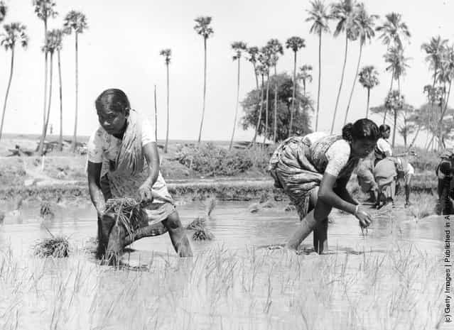 1960: Women at work transplanting seedlings in a rice field on the Malabar Coast in the south-west of India