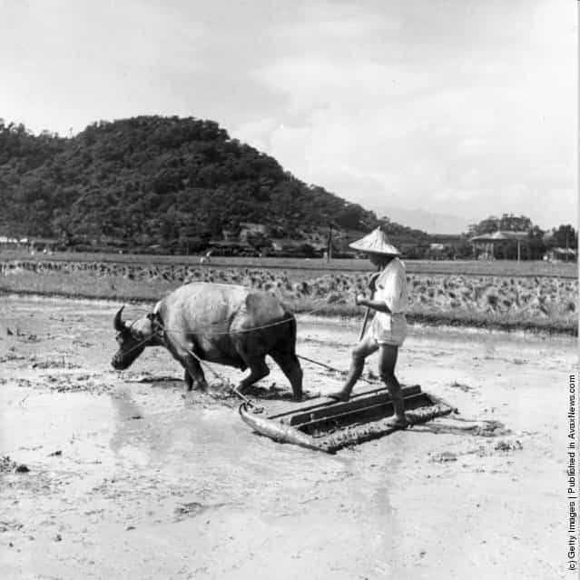 1955: A farm worker ploughing a rice paddy with a plough pulled by a water buffalo in Taiwan (Formosa)