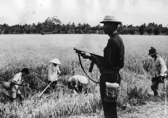 1962: A Vietnamese home-guard protects rice-paddy field workers in the Mekong Delta against attacks from guerillas who want to impede the South Vietnamese food supply