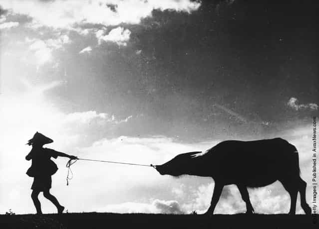 1968: A Taiwanese farm worker pulls a water buffalo by the nose after a long day working in the rice fields