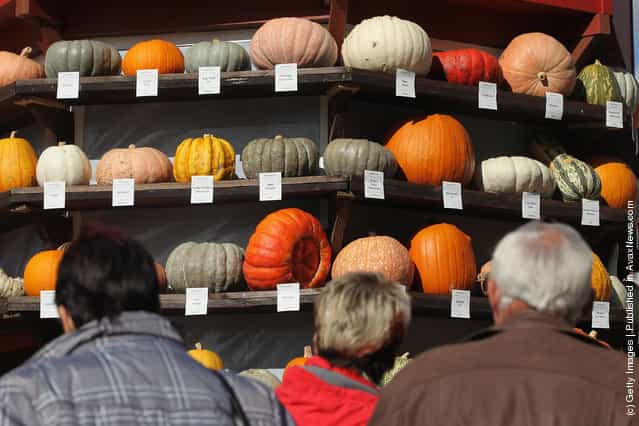 Festival pumpkins