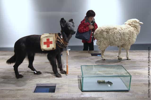  A visitor walks past a stuffed dog and sheep in an exhibit showing the rolls of animals in war