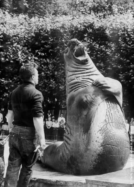 1964: Tristan the sea elephant (elephant seal) being fed in the Wilhelma Zoo in Stuttgart