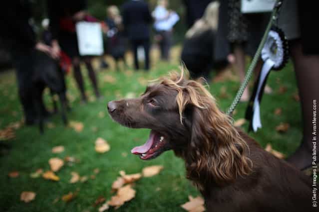 Parliamentary Dog Of The Year Show