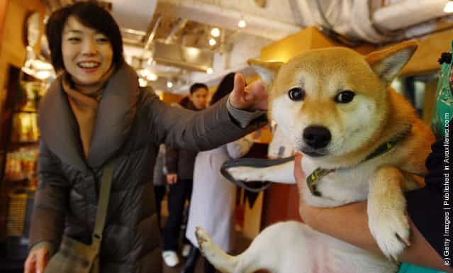 Rent-A-Dog In Japan