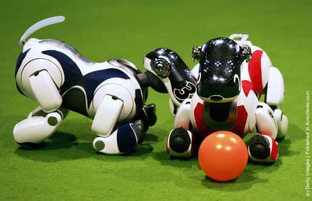 Four-legged robots compete during the RoboCup
