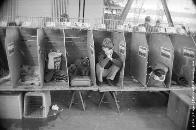 1974: A young owner crouches in one of the stalls during the Pup of the Year dog show at Olympia, London