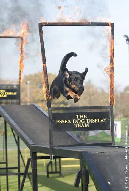 A dog from the Essex Dog Display team performs for Camilla, Duchess of Cornwall
