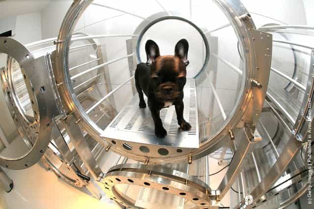 A dog relaxes in an oxygen capsule DOGS O2