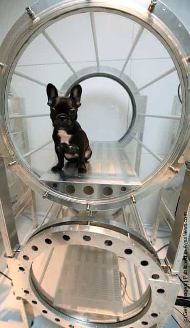 A dog relaxes in an oxygen capsule DOGS O2