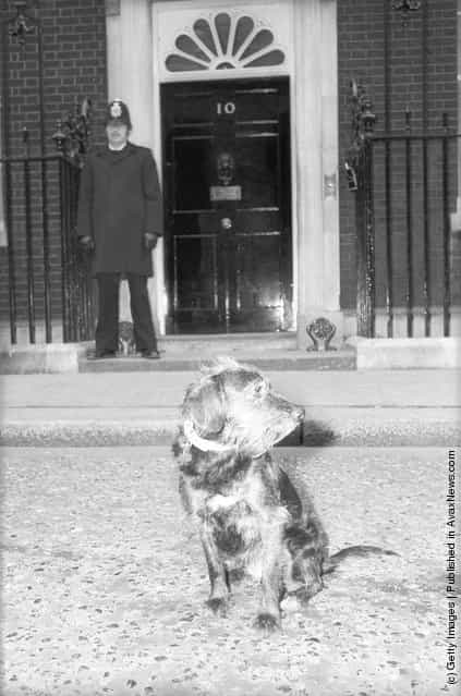 1980: Tessa the dog outside the prime ministers residence at 10 Downing St protesting against the proposal to increase the cost of her licence
