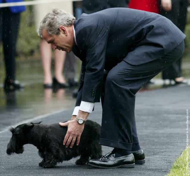U.S. President George W. Bush tries to hold his dog Barney