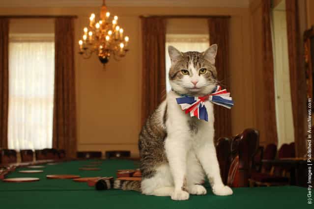 Larry, the Downing Street cat