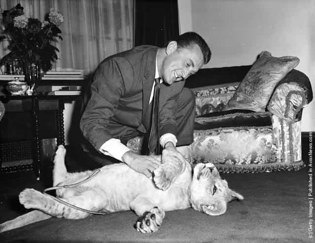 1960: American film star Kirk Douglas with a lion cub called Spartacus which was presented to him by the director of Southport zoo in appreciation of Douglas film role