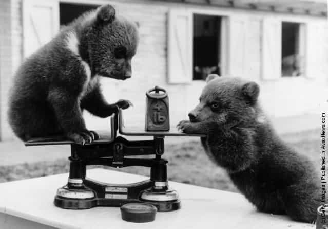 1962: Two brown bear cubs from a litter of triplets born at Whipsnade Zoo, Bedfordshire playing with the scales at their first weight check. The 4-lb cubs have been transferred to the childrens zoo, where they delight the visitors