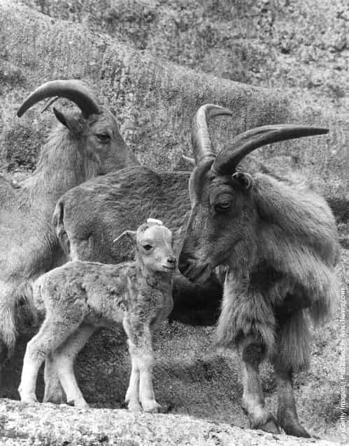 1963: A pair of Barbary sheep with a lamb