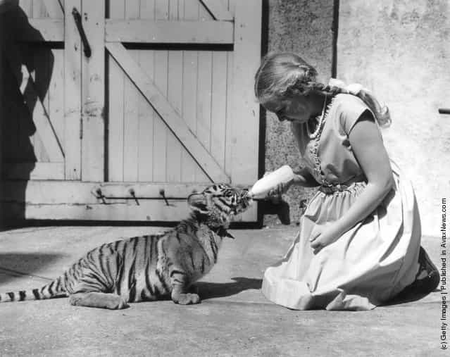 1963: 11-year-old Penny Moon, winner of the Knowledge Essay Competition, feeding Suki the tiger cub at London Zoo