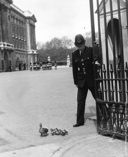 1964: A policeman at Buckingham Palace holds the gate open so that a duck and her ducklings, from nearby St Jamess Park, can leave the palace forecourt