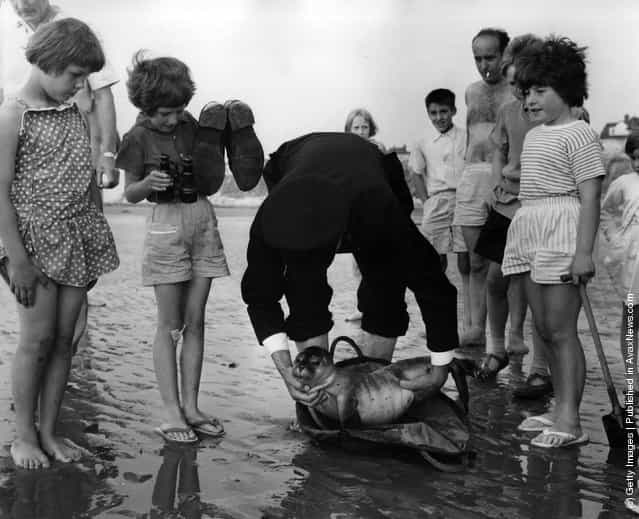1964: Inspector Hutter of the RSPCA rescues a seal pup on one of Norfolks beaches. The seal pups, and carcasses of parent seals are often washed up following the slaughter of seals for their skins in The Wash