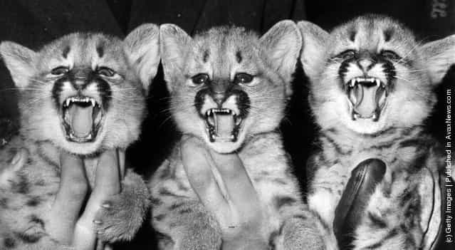 1965: No, not the popular folk singing group, though they look capable of snarling a tune, but the triplet Pumas born to Tess and Roger on December 5th at London Zoo