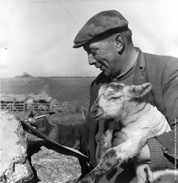 1965: Gloucestershire shepherd Jack Phillips making a record of the days new lamb arrivals whilst holding one of them