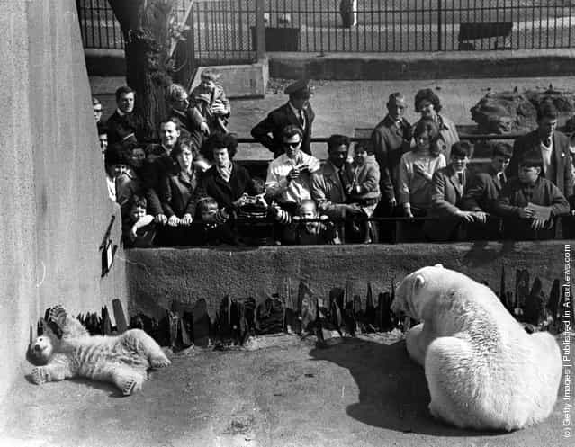 1968: Huge crowds formed at the London Zoo on the debut of Pipaluk, the baby polar bear