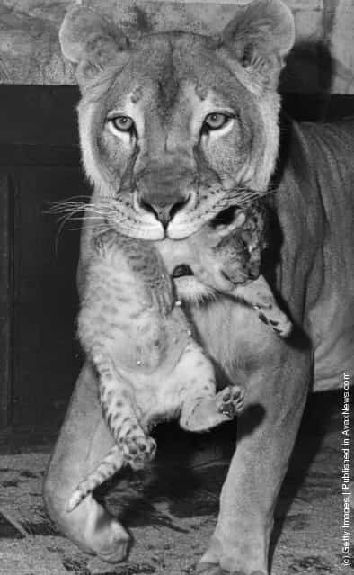 1968: Beatrix, a she-lion at Chessington Zoo, carries her newborn cub
