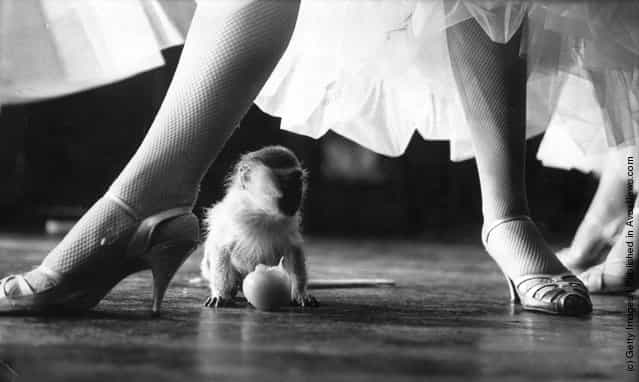 1970: The legs and high heels of a member of the cast of Tropical Paradise, a revue at the Pigalle, tower above a very small baby monkey