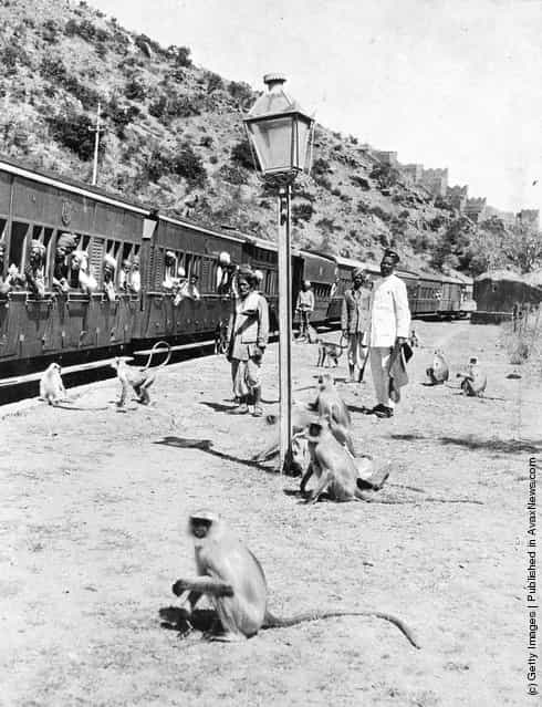1930: Monkeys watching commuters on a railway platform in India