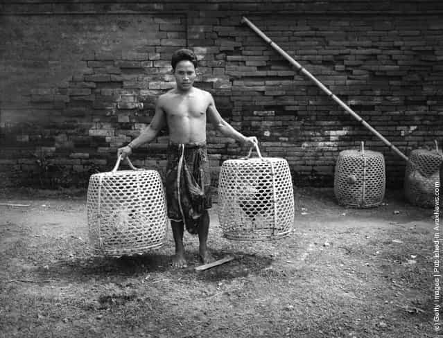 1930s: Bare-chested Balinese man holding two large birdcages containing fighting cock birds, Indonesia