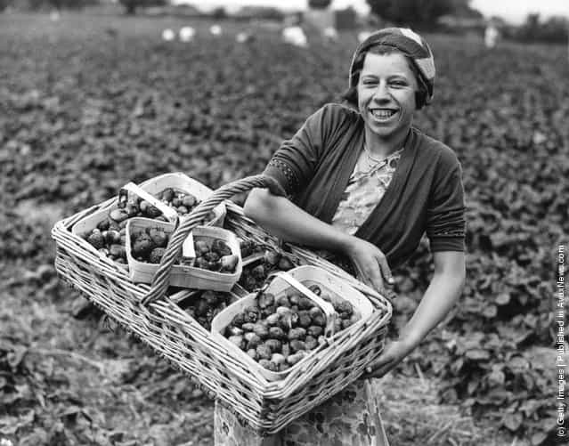 1932: A fruit picker at a strawberry farm in Colchester, Essex, with a large basket full of strawberries which will be sent to the Bournville chocolate factories near Birmingham