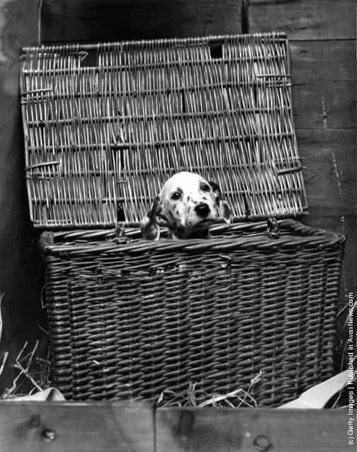 1939: A dalmatian puppy peers out nervously from a large wicker basket