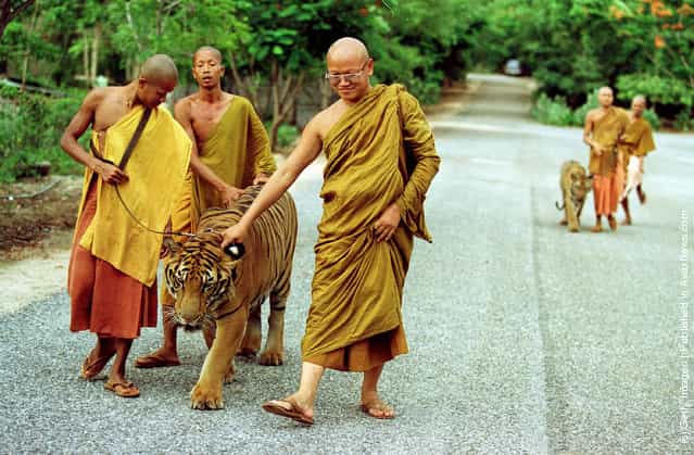 Monks take a tiger out of its cage for an afternoon walk at the Wat Pa Luangta Bua monastery in Kanchanaburi, Thailand