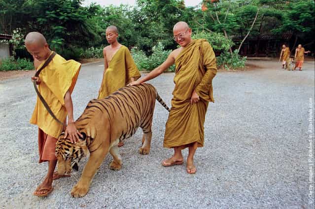 Monks take a tiger out of its cage for an afternoon walk at the Wat Pa Luangta Bua monastery in Kanchanaburi, Thailand