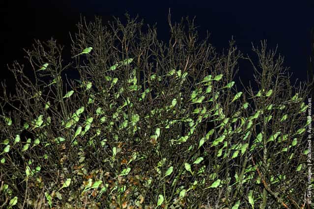 Parakeets Come Home To Roost At Wormwood Scrubs