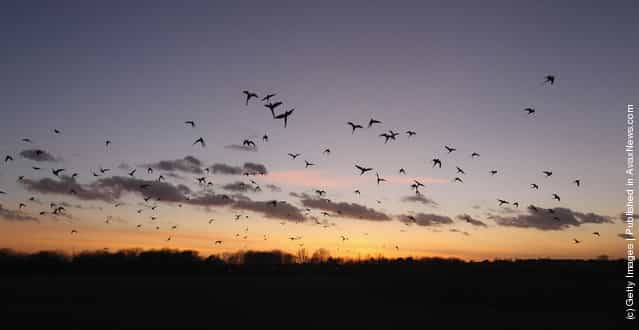Parakeets Come Home To Roost At Wormwood Scrubs