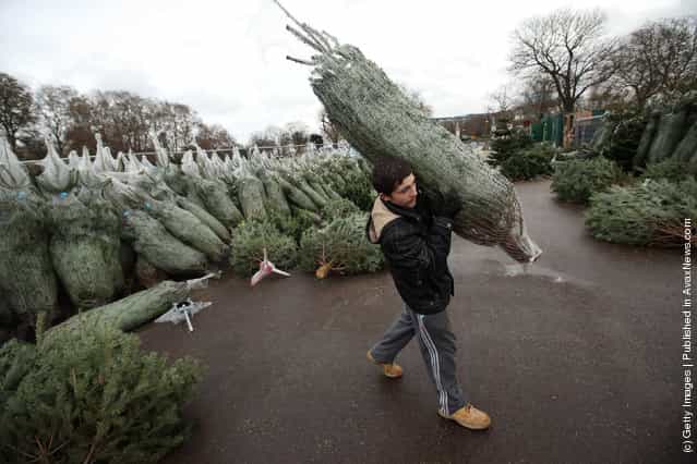 A Christmas tree salesman arranges his stock at The Royal Hospital Chelsea