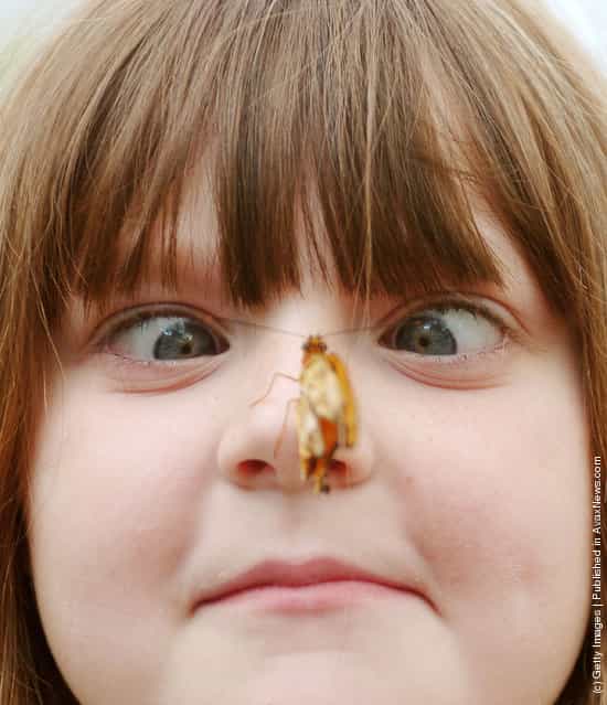 Elizabeth Gee, six-years-old, looks at a butterfly on her nose at the Butterfly Show in Cincinnati, Ohio