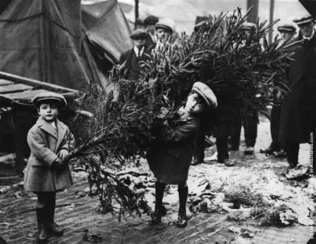 1920: Two little boys dragging home their Christmas tree after choosing it at Londons Covent Garden Market