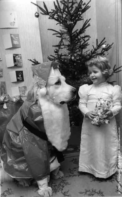 1974: Three year old Marianne Abbott from Leigh on Sea, Essex, unwraps her Christmas presents under the benign gaze of Smokey the dog, dressed up as Santa, complete with beard