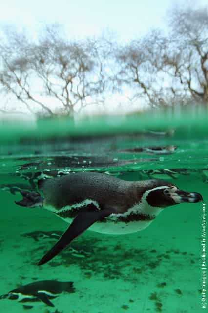 A penguin swims in its enclosure during a photocall to promote London Zoos annual stock take of animals