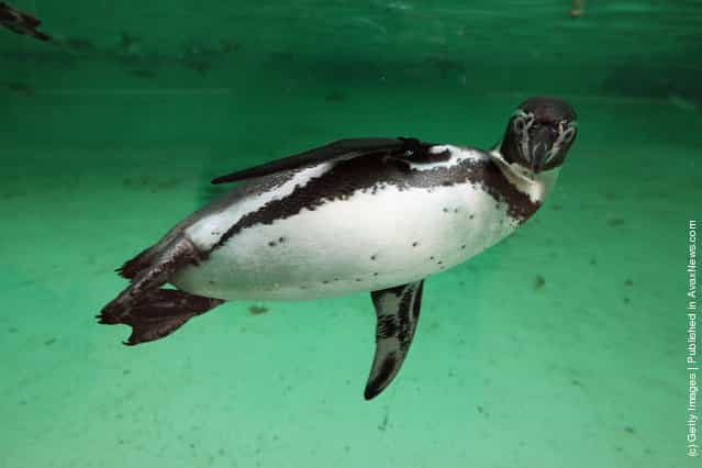 A penguin swims in its enclosure