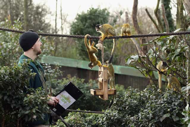 A zookeeper feeds Squirrel monkeys as he takes part in a photocall to promote London Zoos annual stock take of animals