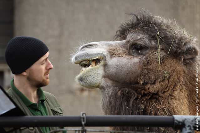 A Bactrian camel spits in a zookeepers face during a photocall to promote London Zoos annual stock take of animals