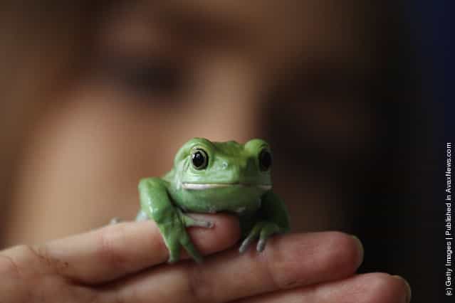 A Waxy Tree Frog rests on a zookeepers hand during a photocall to promote London Zoos annual stock take of animals