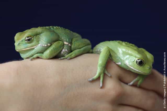 Waxy Tree Frogs rests on a zookeepers hand during a photocall to promote London Zoos annual stock take of animals