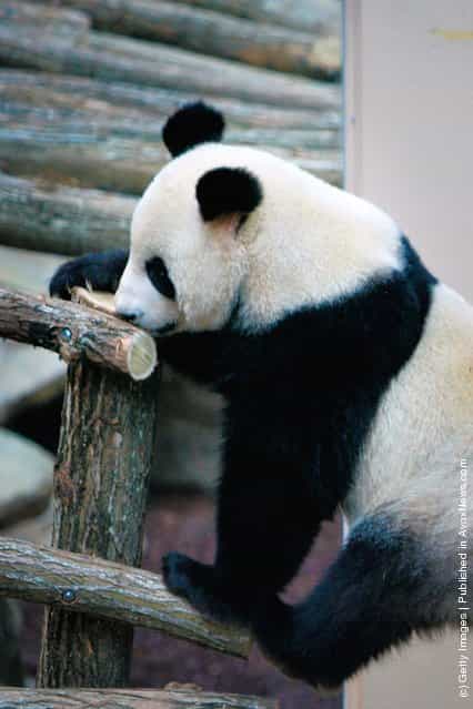 Yuan Zi, a male giant panda and Huan Huan, a female giant panda, share their life inside their enclosure at Zoo Parc De Beauval