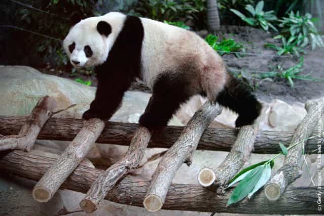 Yuan Zi, a male giant panda and Huan Huan, a female giant panda, share their life inside their enclosure at Zoo Parc De Beauval