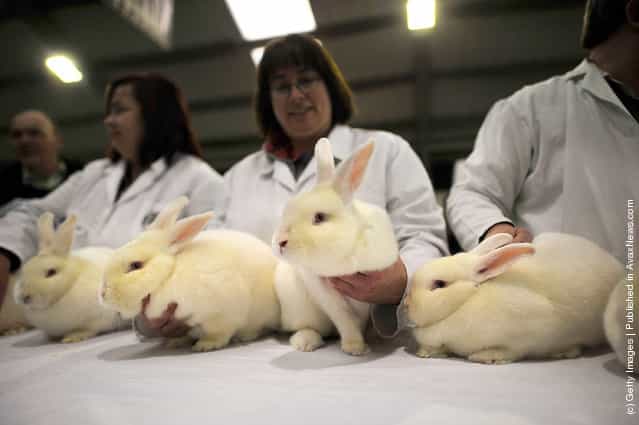 Animal Enthusiasts Enjoy The UKs Rabbit Grand National